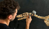 Scheletro Velociraptor Mongoliensis