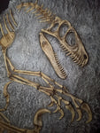 Fossile da parete