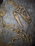 Fossile da parete