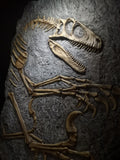 Fossile da parete
