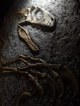 Fossile da parete