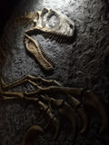Fossile da parete