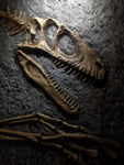 Fossile da parete