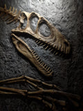 Fossile da parete
