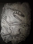 Fossile da parete