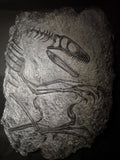 Fossile da parete