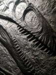 Fossile da parete