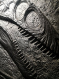 Fossile da parete