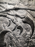 Fossile da parete