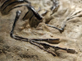 Fossile Deinonychus