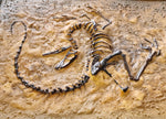 Fossile Deinonychus