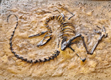 Fossile Deinonychus
