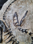 Fossile Deinonychus