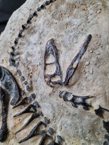 Fossile Deinonychus