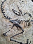Fossile Deinonychus