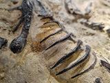 Fossile Deinonychus