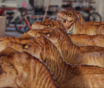 Tirannosaurus Rex Gigante.