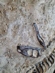 Fossile Deinonychus