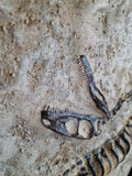 Fossile Deinonychus