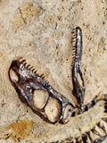 Fossile Deinonychus
