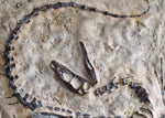 Fossile Deinonychus