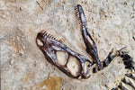 Fossile Deinonychus