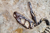 Fossile Deinonychus