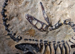Fossile Deinonychus