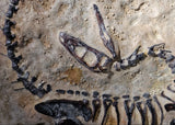 Fossile Deinonychus