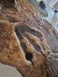 Tirannosaurus Rex Gigante.