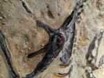 Fossile Deinonychus
