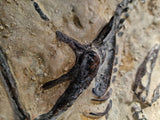 Fossile Deinonychus